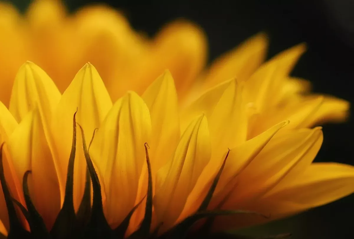 Fleurs jaunes pour exprimer sa sensibilité Fleurs jaunes au soleil, image symbolique de la sensibilité